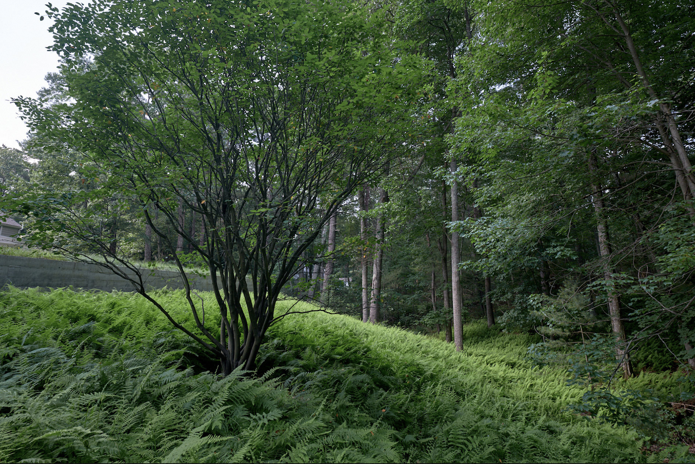 Herrick Woods, Natural Lawns, Matthew Cunningham